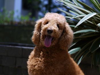 Close-up portrait of dog outdoors
