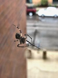 Close-up of spider on table