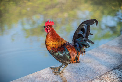 Close-up of rooster