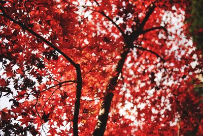 Low angle view of cherry blossom tree