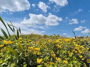 Yellow flowering plants on field against sky