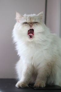 Close-up of white cat yawning