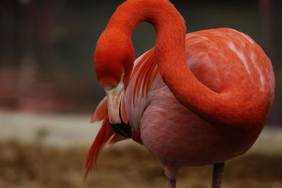 Close-up of a bird