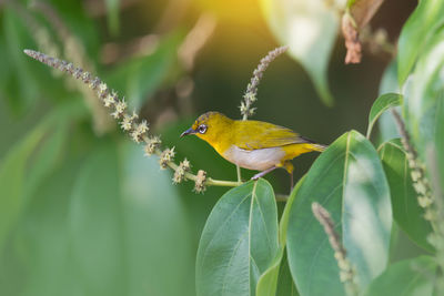 Close-up of bird perching on plant