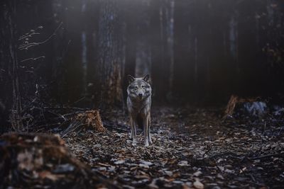 Portrait of wolf standing in forest