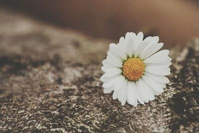 Close-up of white daisy flower