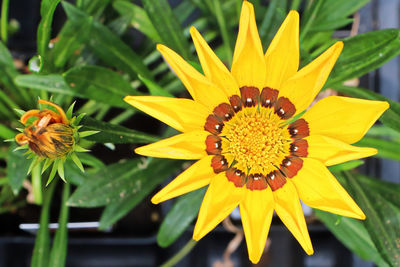 Close-up of yellow flower