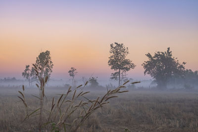 Mist flows through the morning rice fields in roi et, thailand.