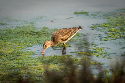 Side view of a bird in lake