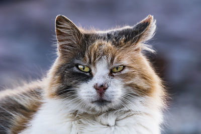 Close-up of cat