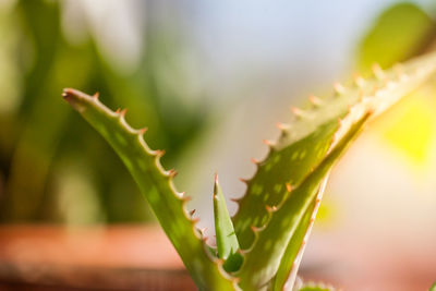 Close-up of aloe vera plant outdoors