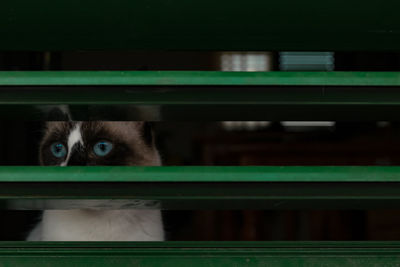 Close-up portrait of cat sitting