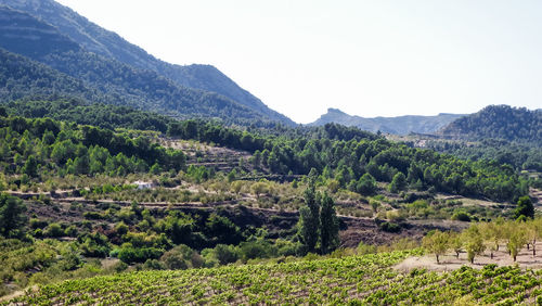 Scenic view of field against clear sky