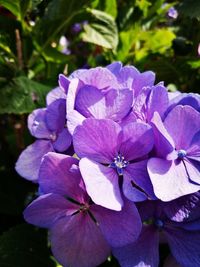 Close-up of purple iris blooming outdoors