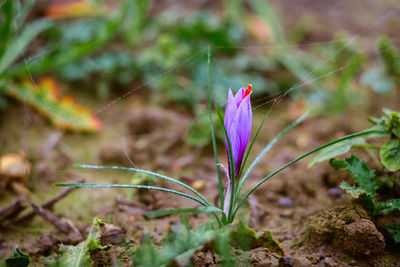 Close-up of purple crocus flower