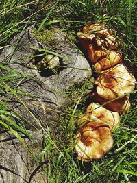 High angle view of mushroom on field