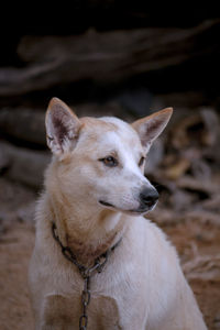 Close-up of dog looking away