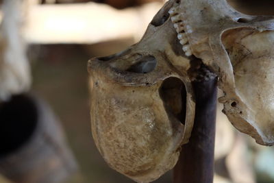 Close-up of animal skull