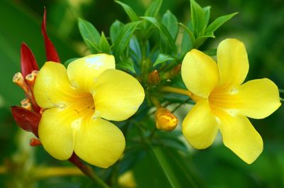 Close-up of yellow flower