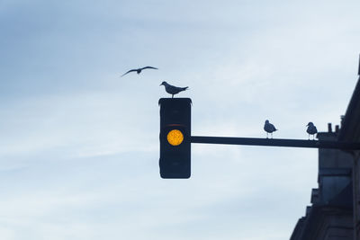 Landscape view over an orange red light over the road with birds silhouettes in paris sky.