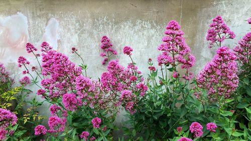 Close-up of pink flowers