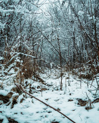 Trees on snow covered field during winter