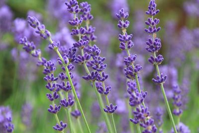 Close-up on purple flowering plants