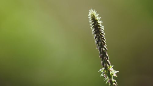 Close-up of plant against blurred background