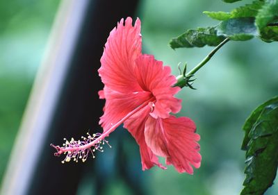 Close-up of pink hibiscus flower
