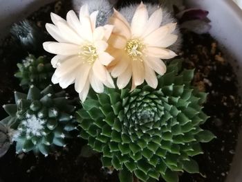 Close-up of succulent plant