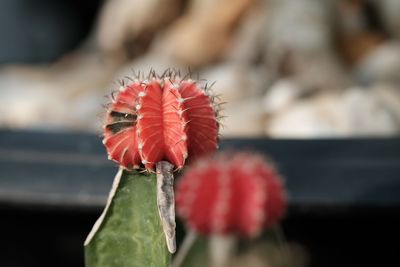 Close-up of red flower