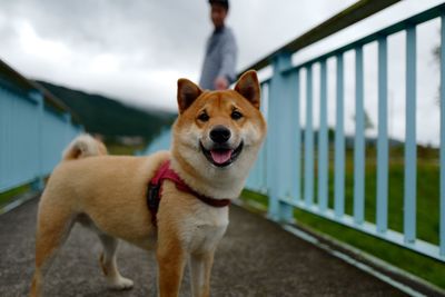 Portrait of dog standing on railing against sky