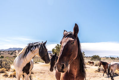 Small herd of wild horses in nevada desert landscape