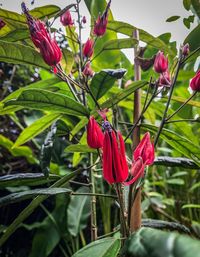 Close-up of red flowering plant