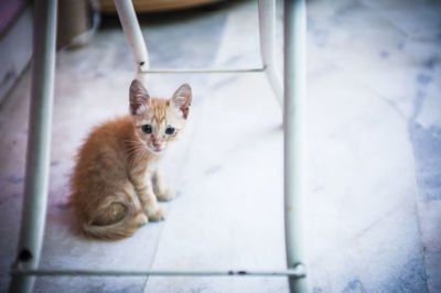 Portrait of cute kitten below table on floor at home