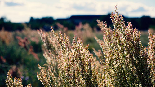 Close-up of flowering plants on field