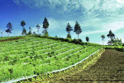 Scenic view of agricultural field against sky