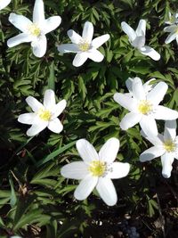 High angle view of white flowering plants