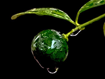 Close-up of water drops on plant against black background