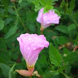 Close-up of wet pink flower blooming outdoors