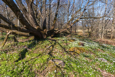 View of bare trees on field