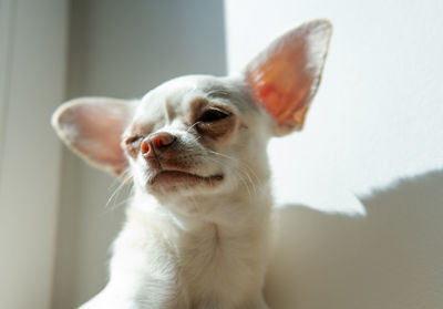 Close-up of a dog at home