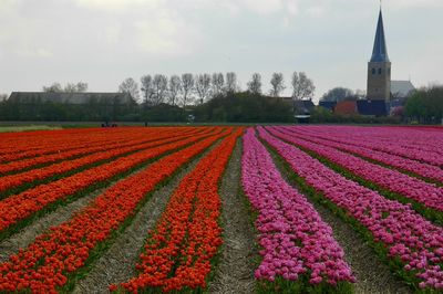 Scenic view of field against sky, dutch tulip field near holwerd