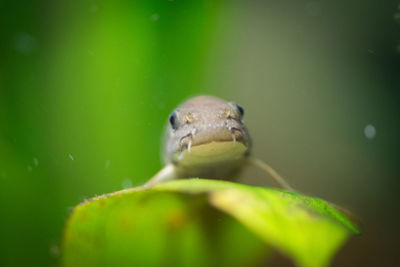 Close-up of lizard on water