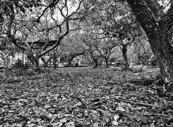 Bare trees in forest during autumn