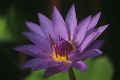 Close-up of purple water lily