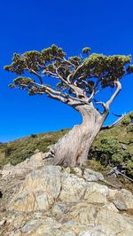 Tree against clear blue sky