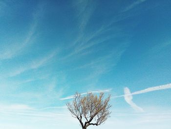 Low angle view of tree against blue sky