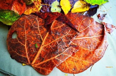 Close-up of leaves on ground