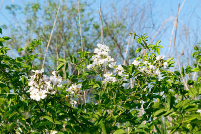 Close-up of flowers growing in grass